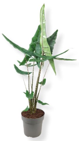 Alocasia Tigrini 135cm 24cm Pot