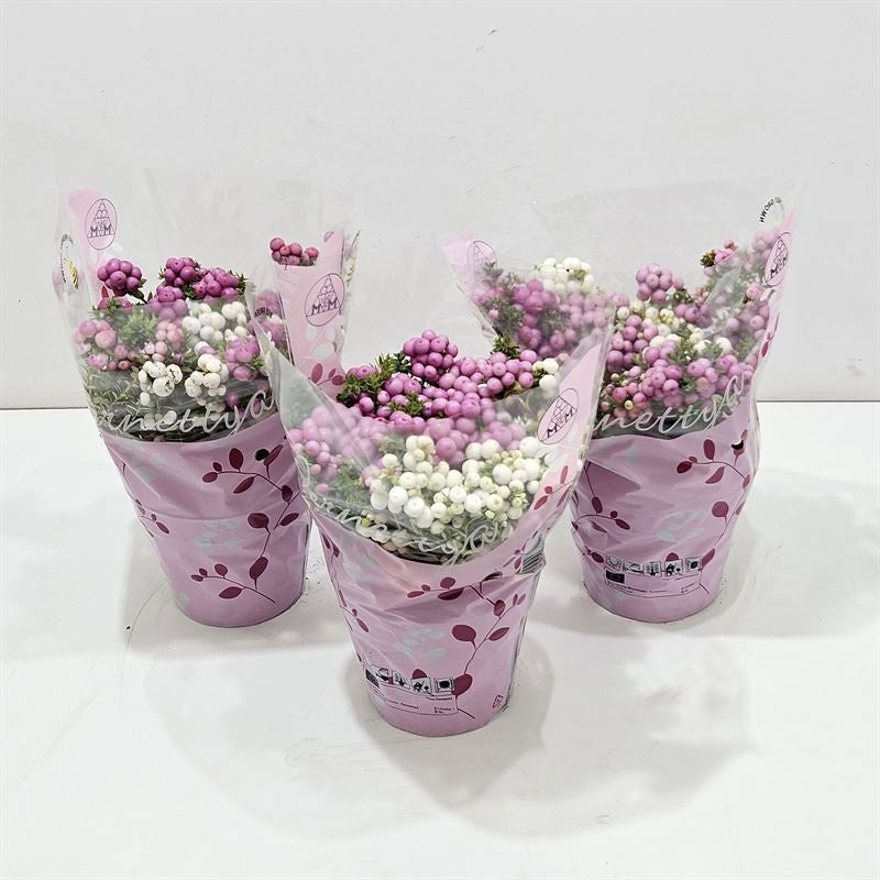 Gaultheria mucronata 15cm 10.5cm Pot
