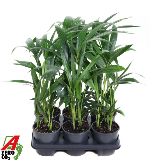 Howea forsteriana 60cm 13cm Pot