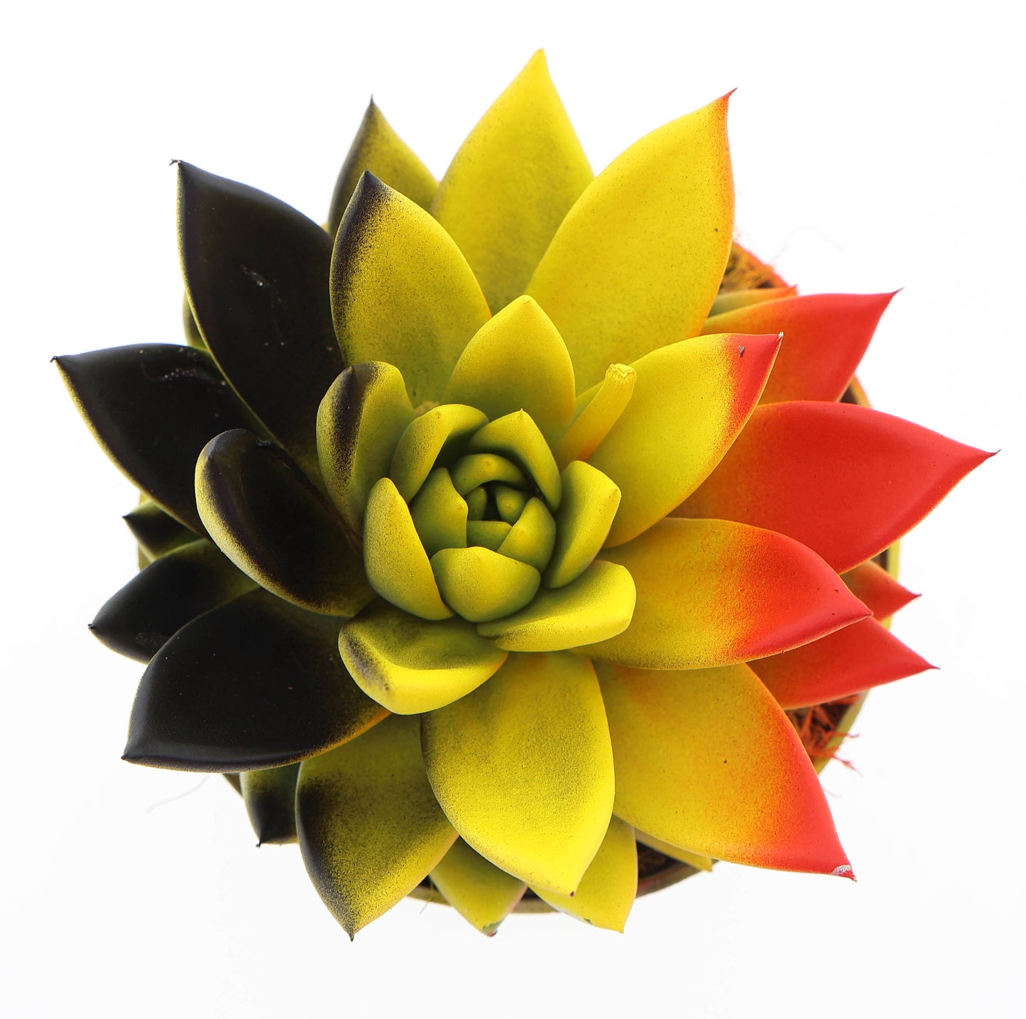 Rainbow Belgium 12cm 510cm Pot