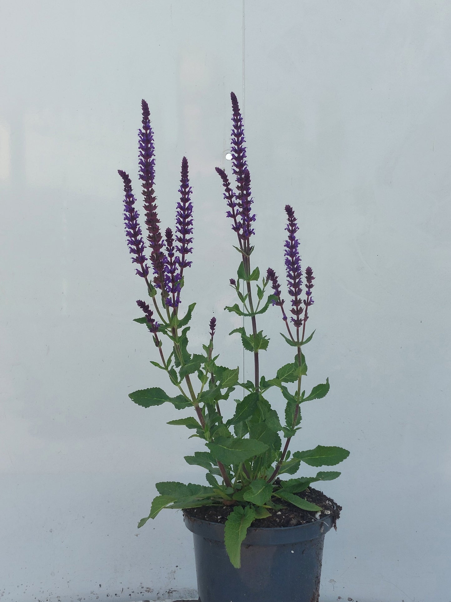 Winden BV, Buxuskw W. van Salvia nemorosa mix Pack of 6