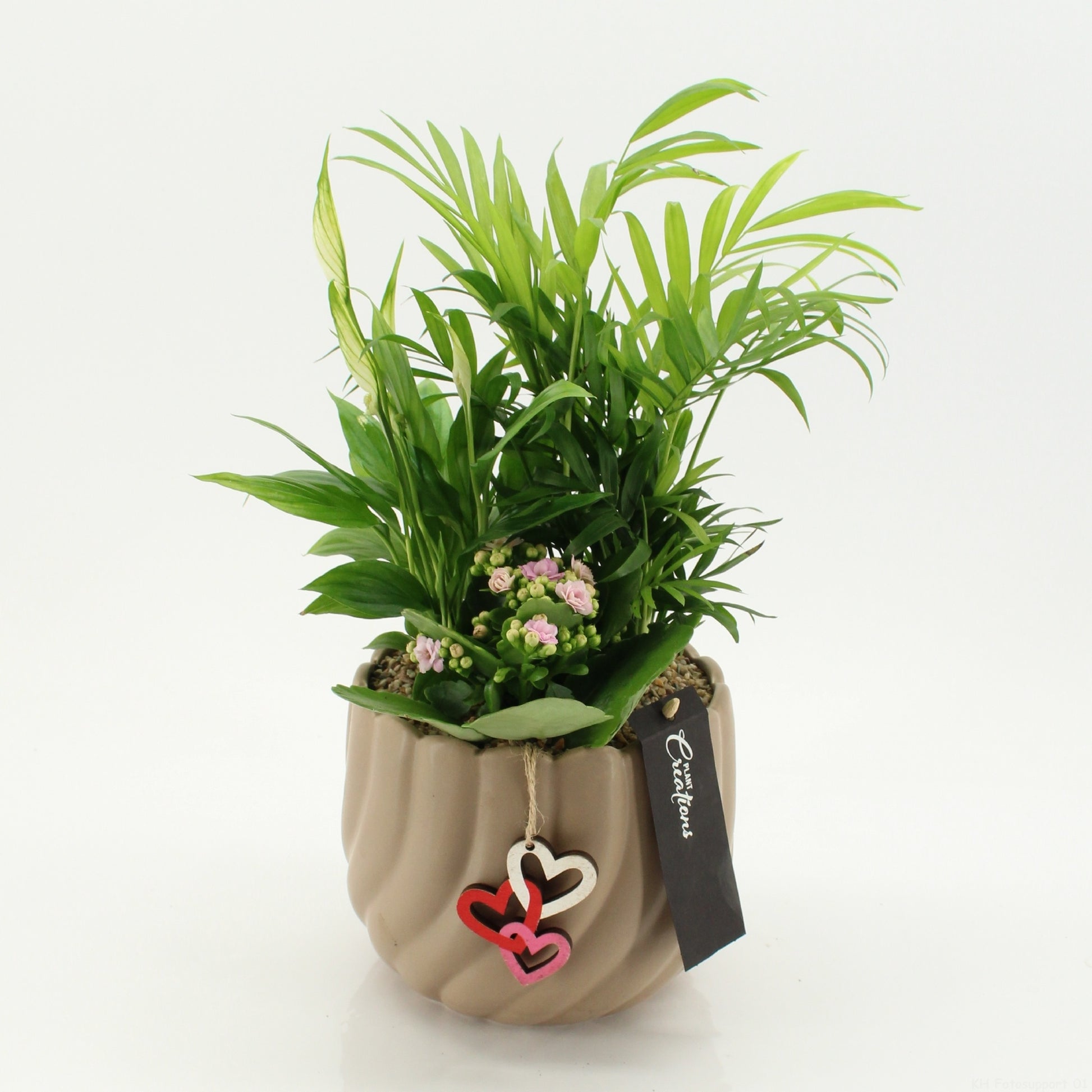 Indoor flowering arrangement 45cm 17cm Pot