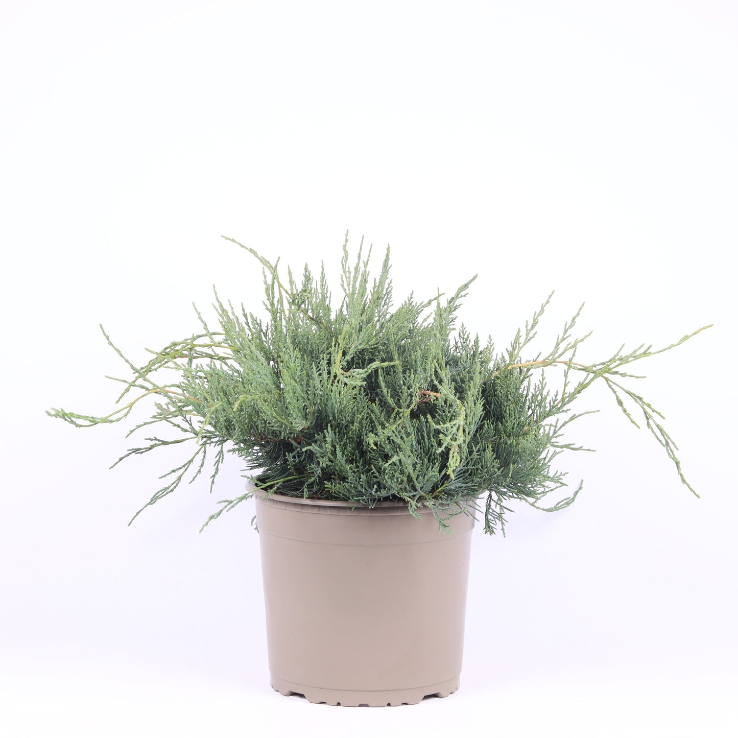 Juniperus virginiana Grey Owl 45cm 23cm Pot