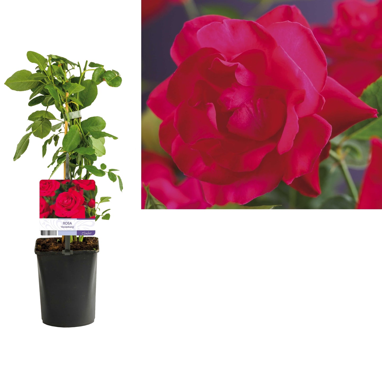 Rosa Heidelberg 40cm 11cm Pot