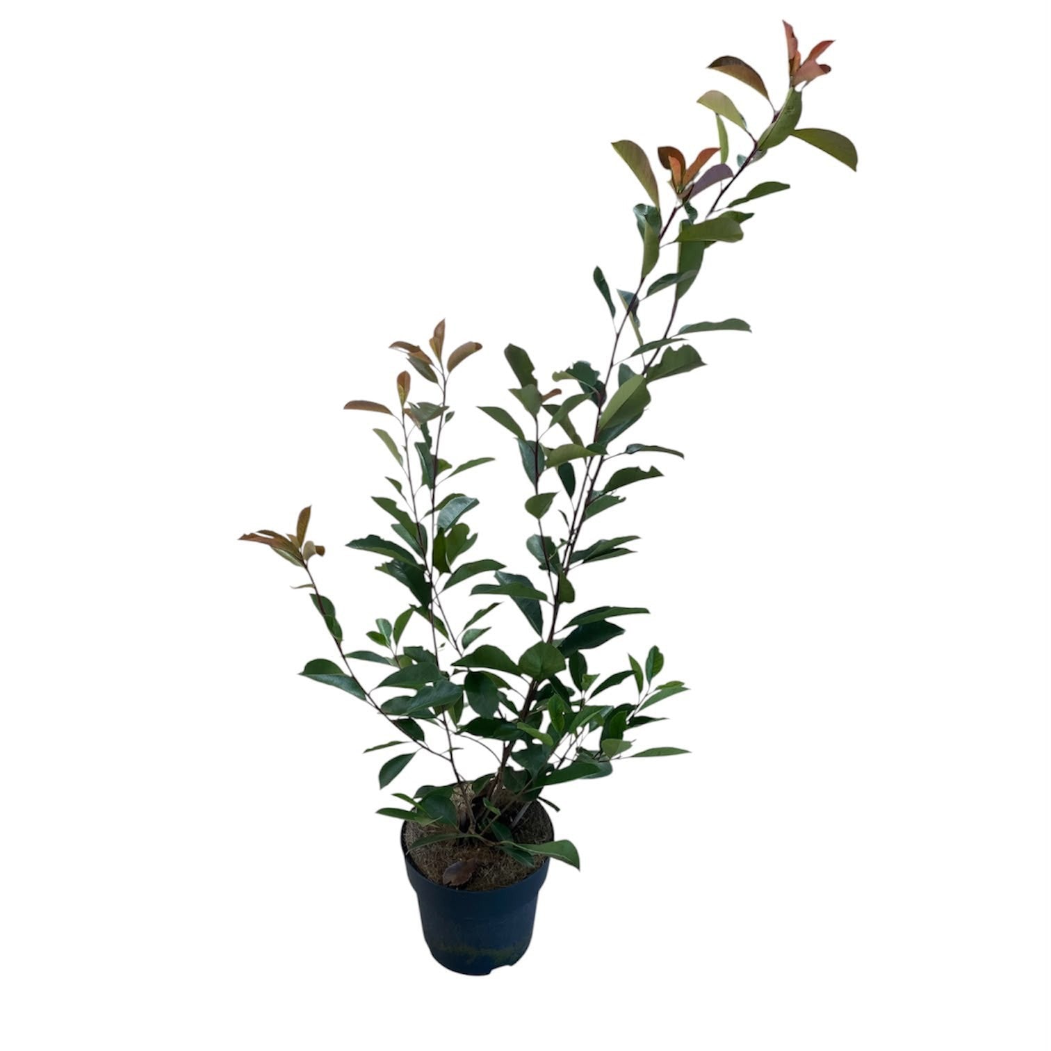 Notkamp Boomkwekerij BV Photinia Red Robin Pack of 1