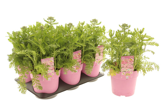Achillea mil. Milly Rock Pink 25cm 15cm Pot