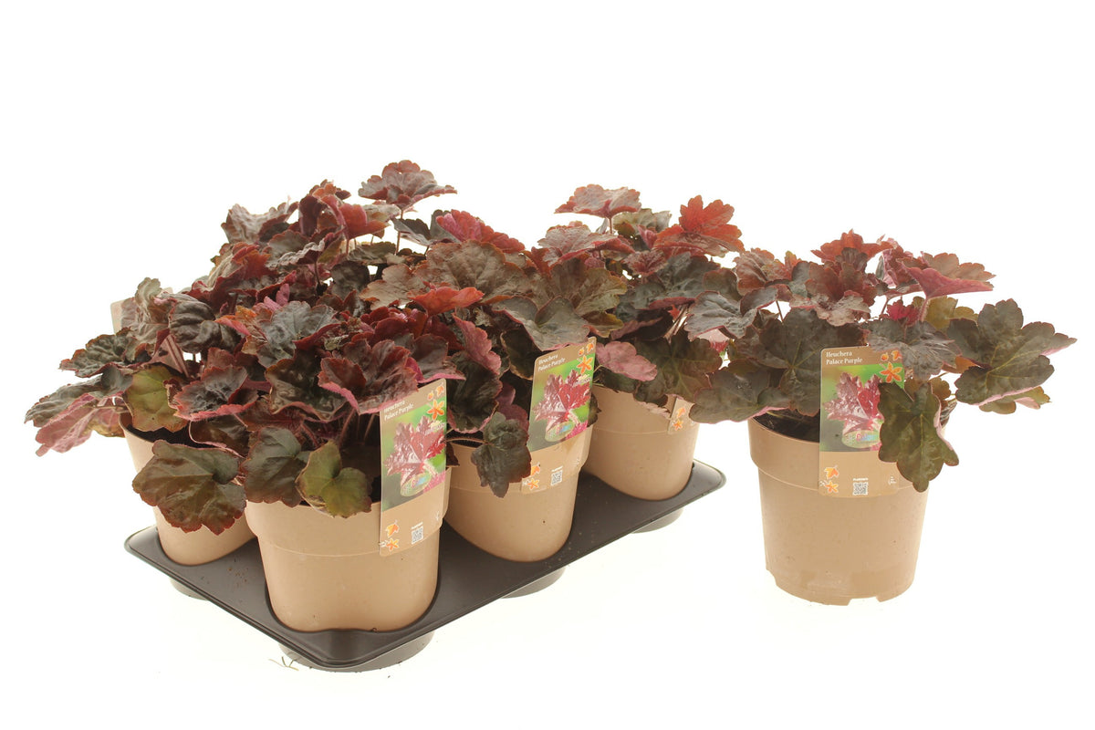 Heuchera Palace Purple 25cm 15cm Pot