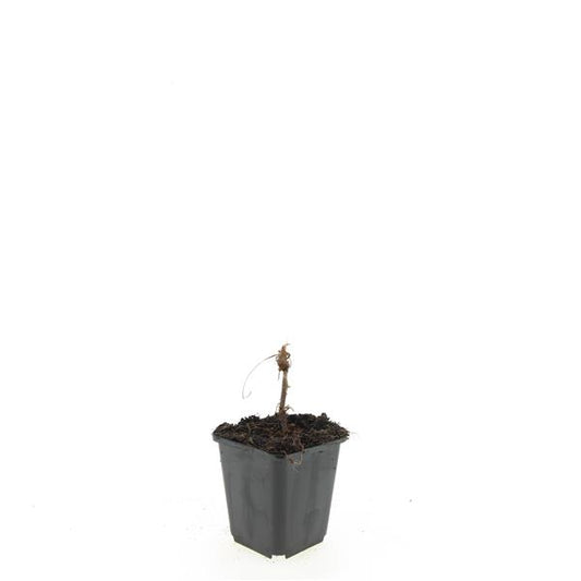 Persicaria amplexicaulis 5cm 9cm Pot