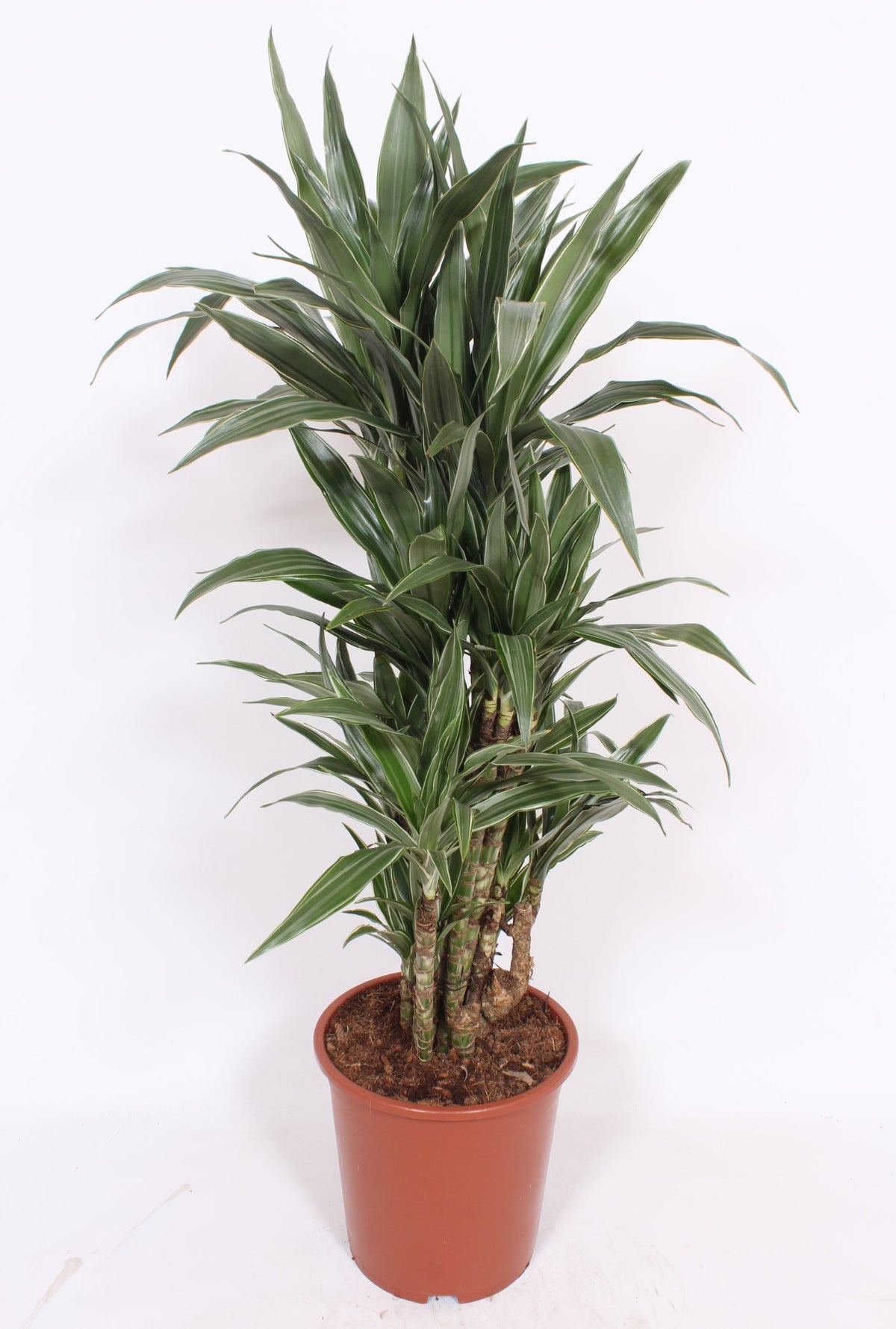 Dracaena fragrans Warneckei 120cm 27cm Pot