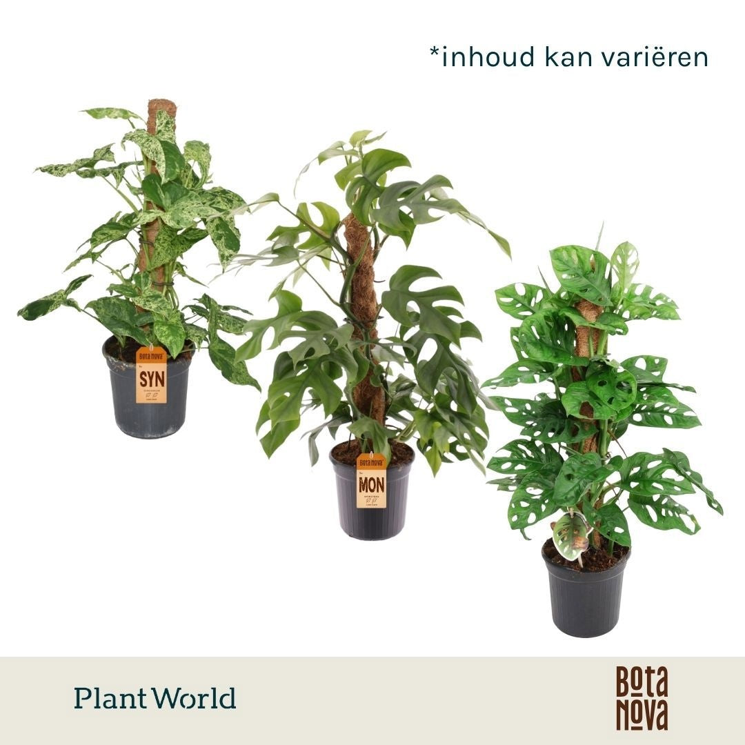 Foliage houseplants mix 60cm 16cm Pot