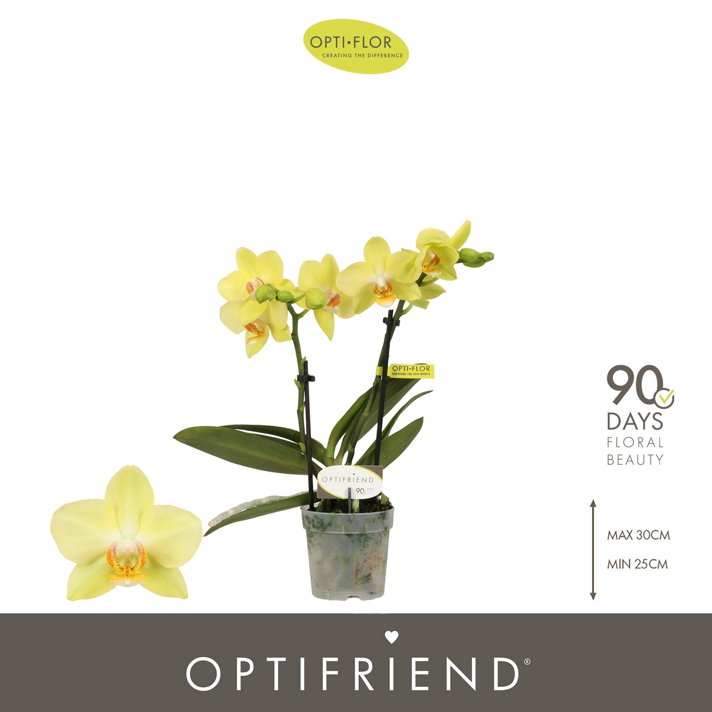Phalaenopsis mf. Vayenne (+ drp.ceramic) 25cm 7cm Pot