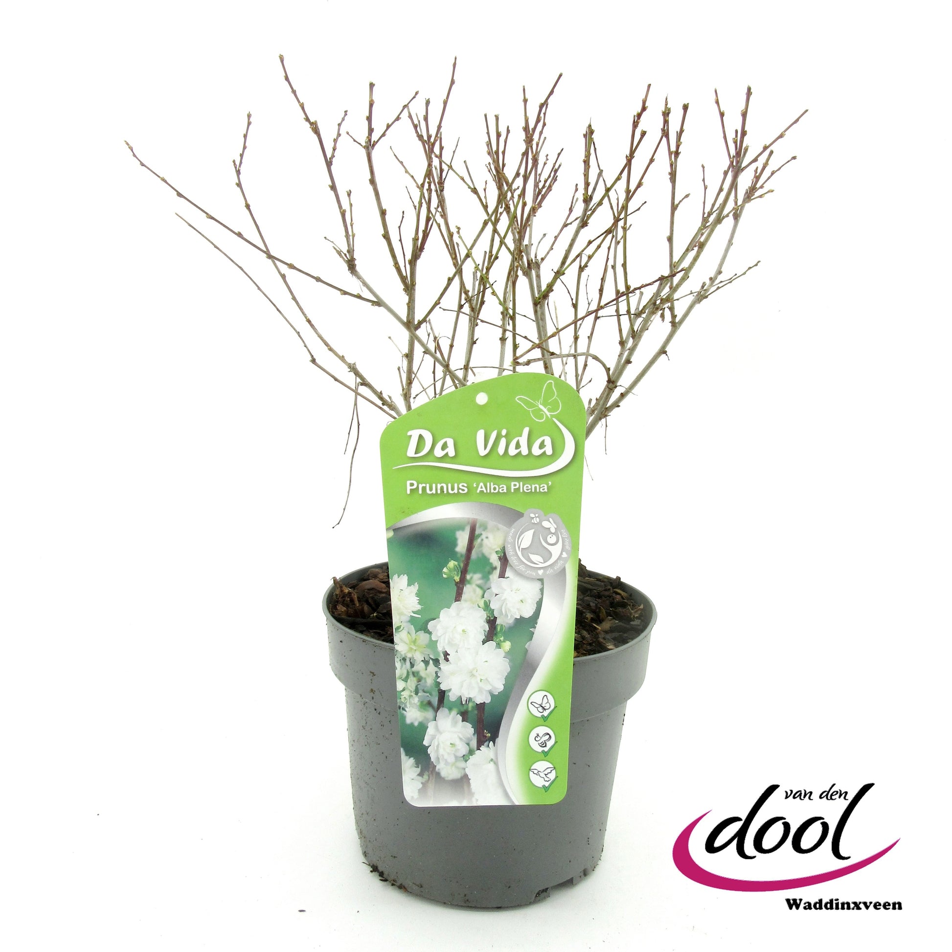 Prunus gla. Alba Plena 40cm 19cm Pot