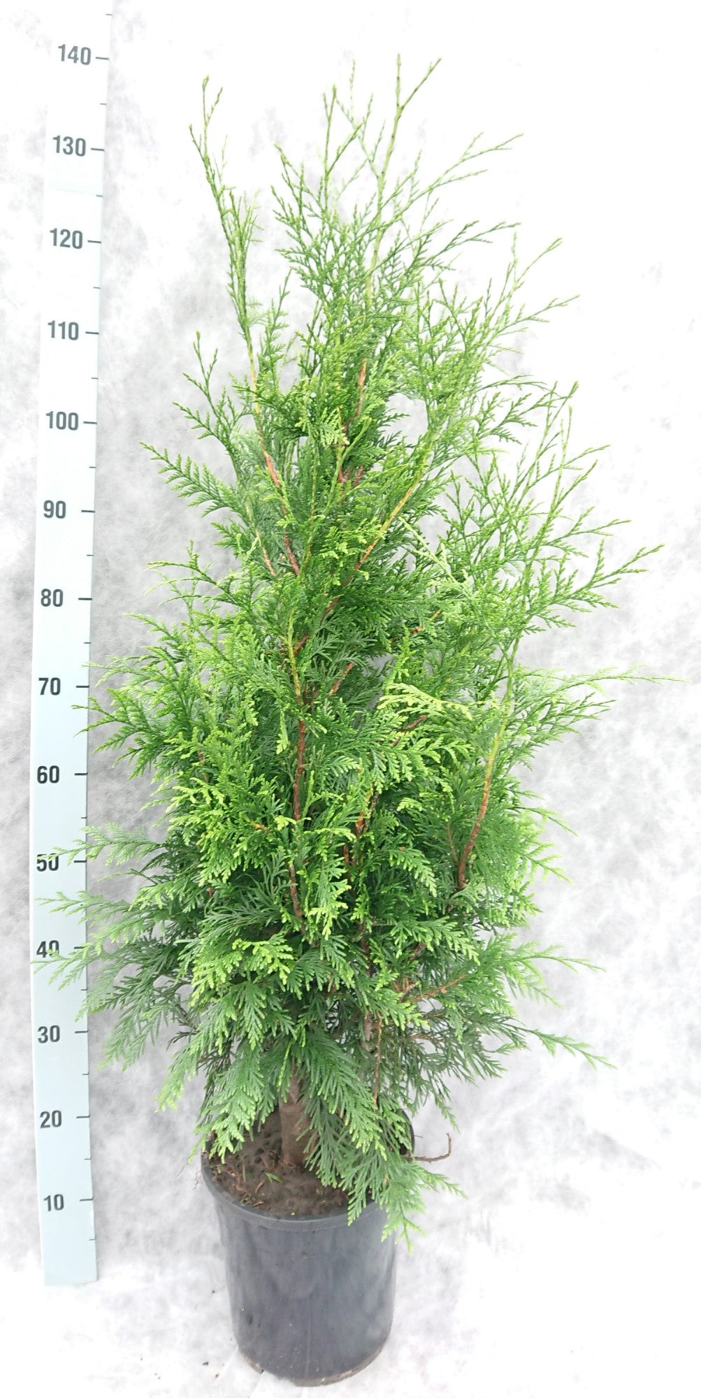Thuja plicata Excelsa 130cm 24cm Pot