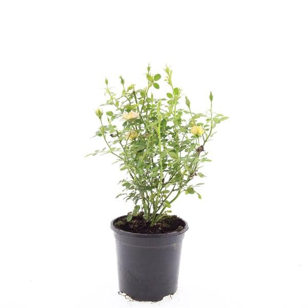 Rosa (P) 'Yellow The Fairy' 25cm 14cm Pot