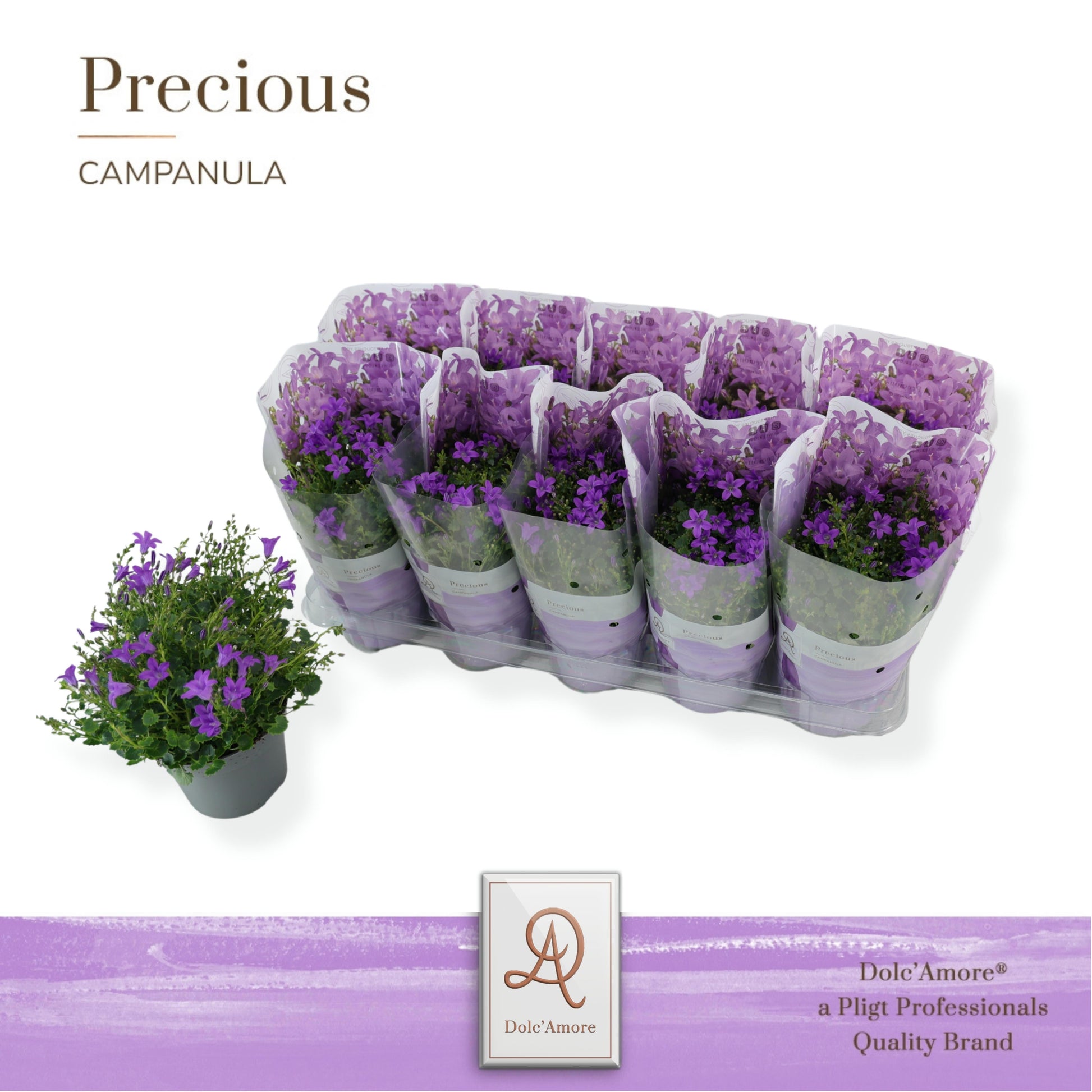 Campanula Dark Take 22cm 12cm Pot