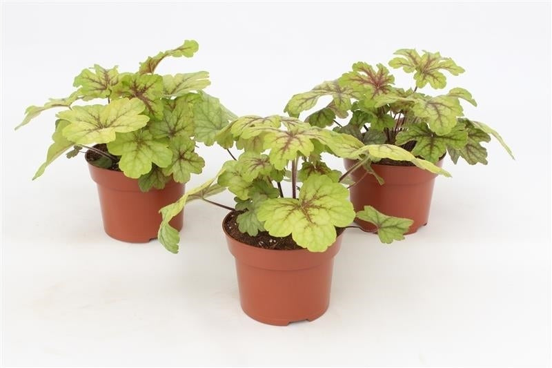 Grootscholten BV. Gebr. Heuchera Alabama Sunrise Pack of 8