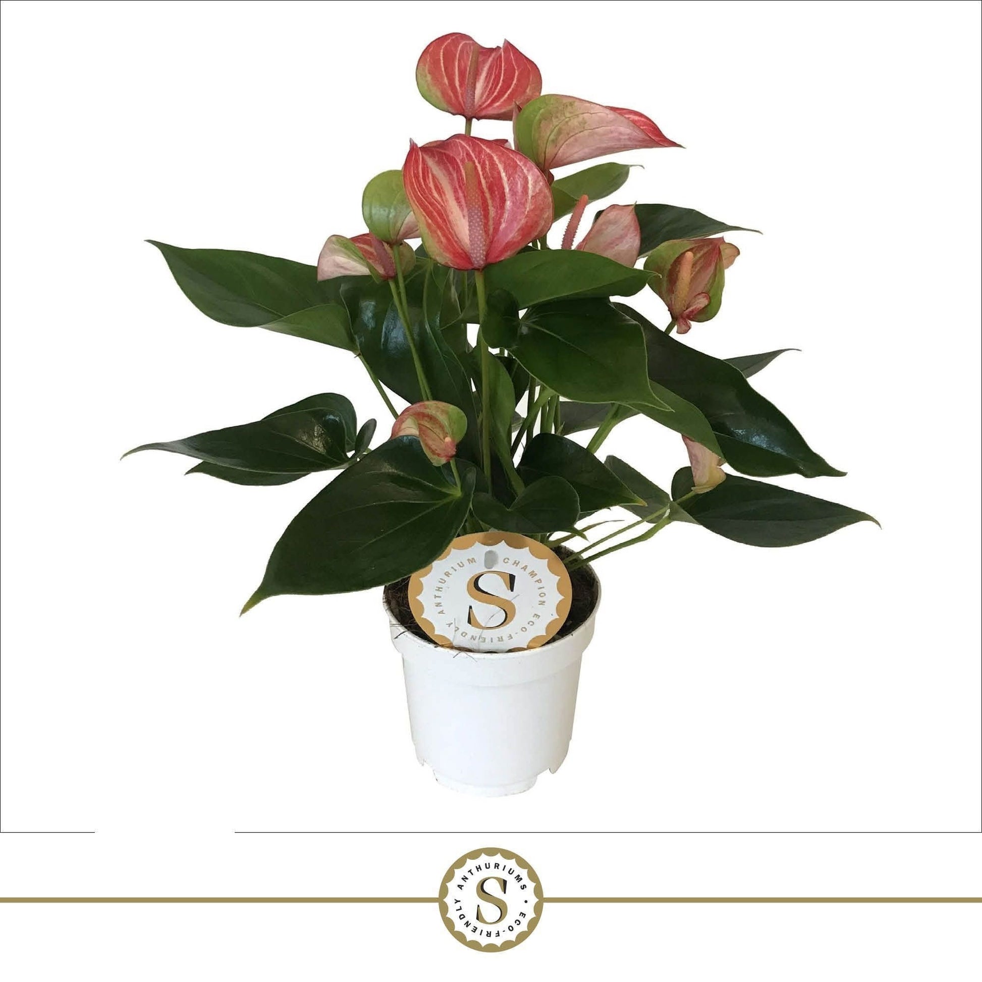 Anthurium Livium Red 40cm 12cm Pot