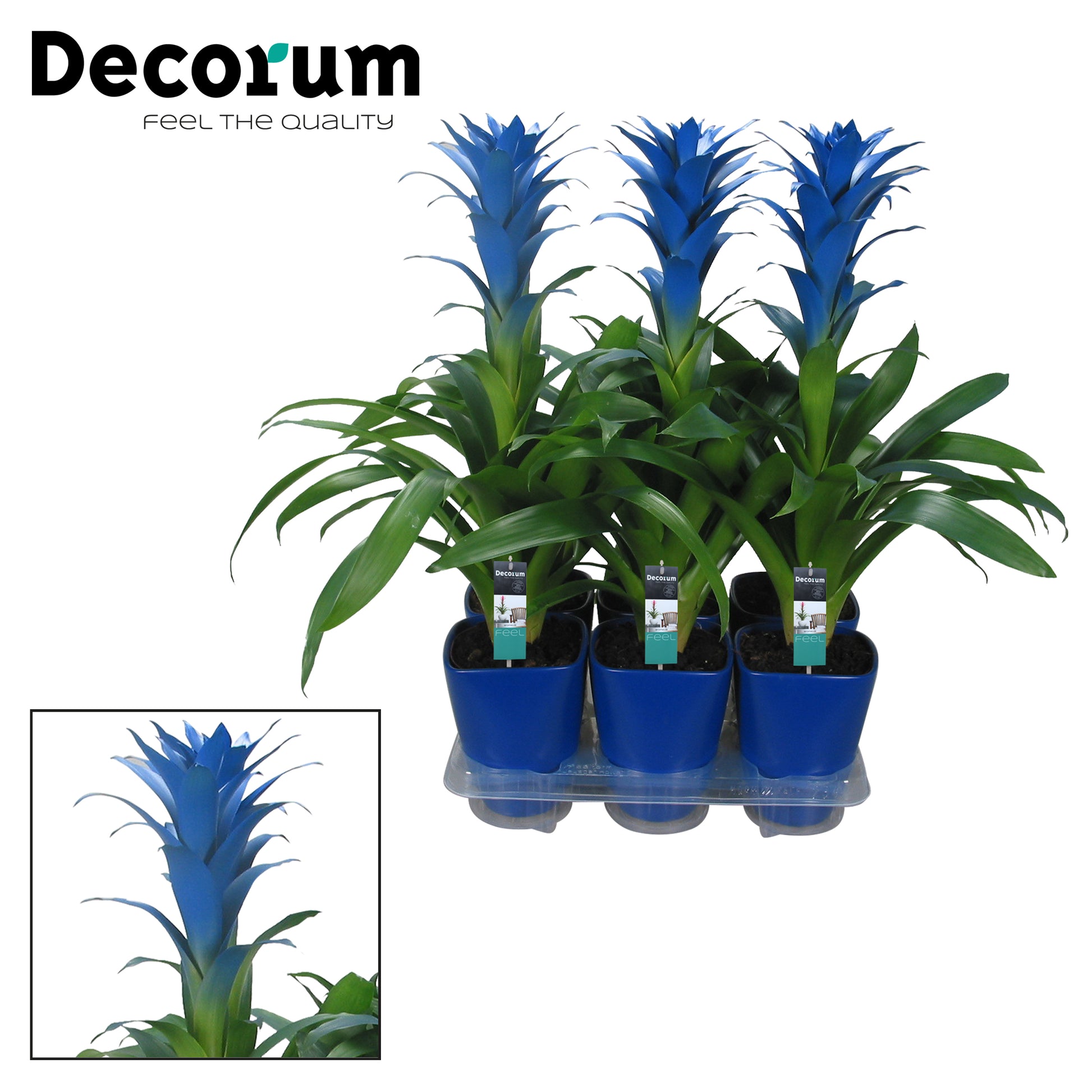 Guzmania Ocean Blue (+ drp.ceramic) 60cm 14cm Pot