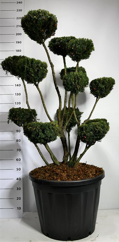 Bloemenkampen BV, Hkw. de Taxus media Hicksii Pack of 1