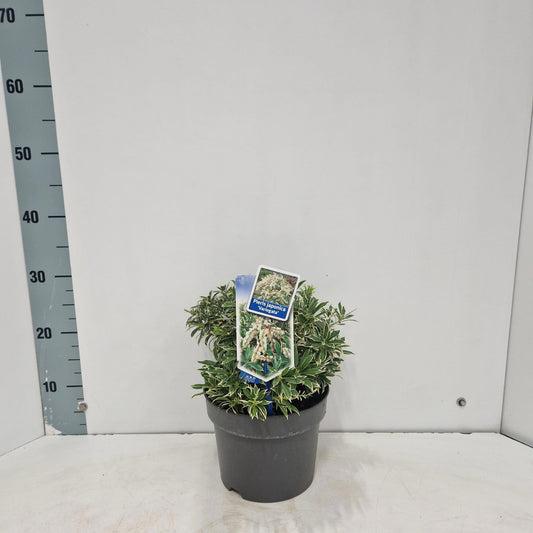 Pieris japonica Variegata 30cm 19cm Pot