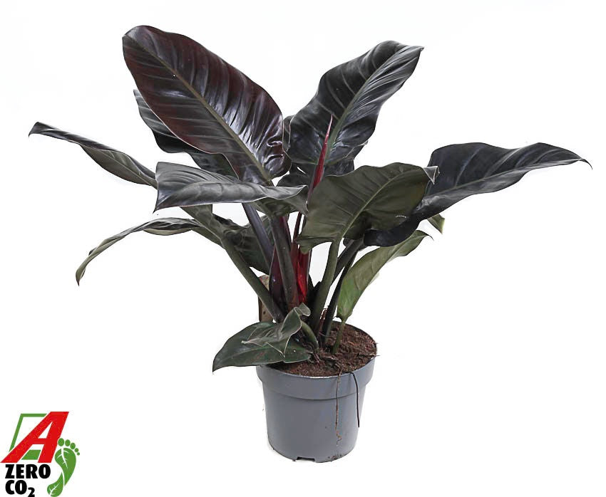Philodendron Imperial Red 70cm 24cm Pot