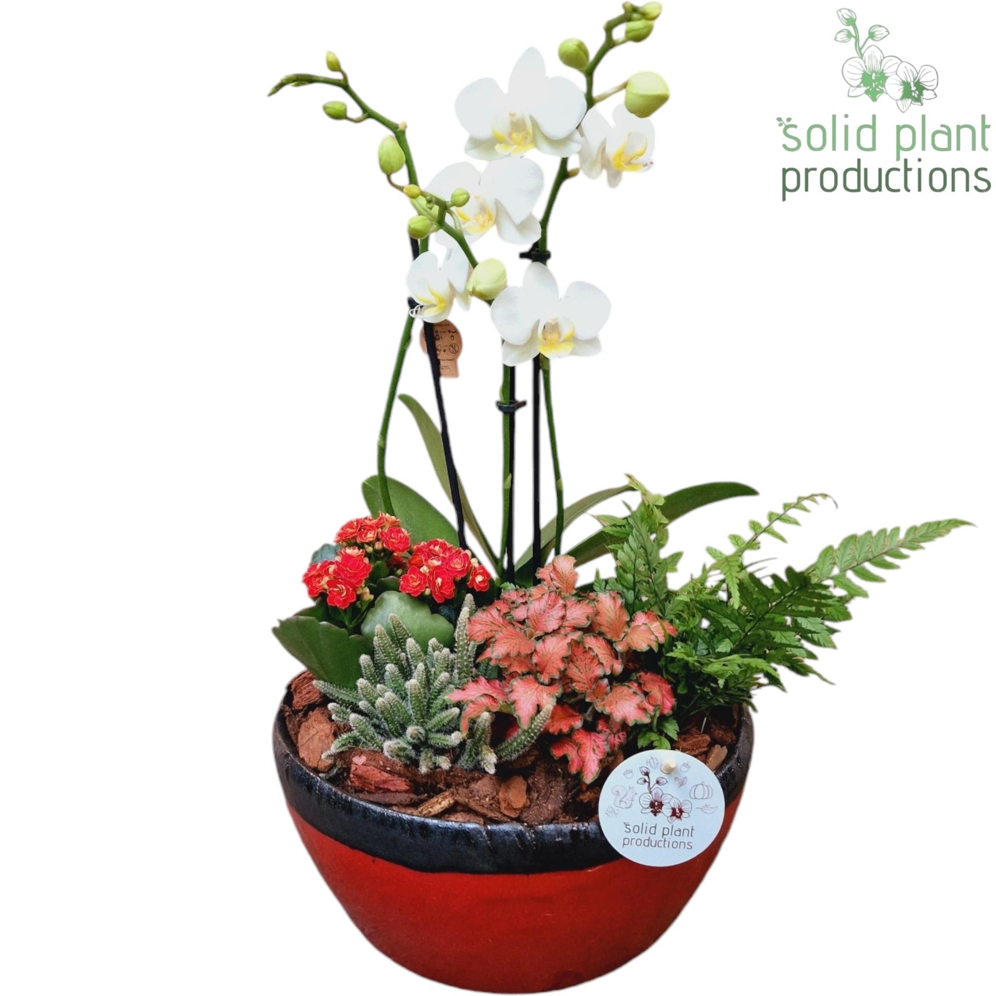 Solid Plant Productions PH082 Olivia Red Phalaenopsis Pack of 2