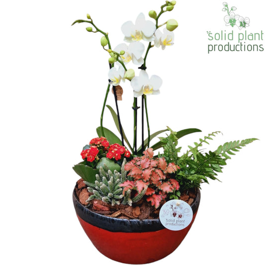 Solid Plant Productions PH082 Olivia Red Phalaenopsis Pack of 2