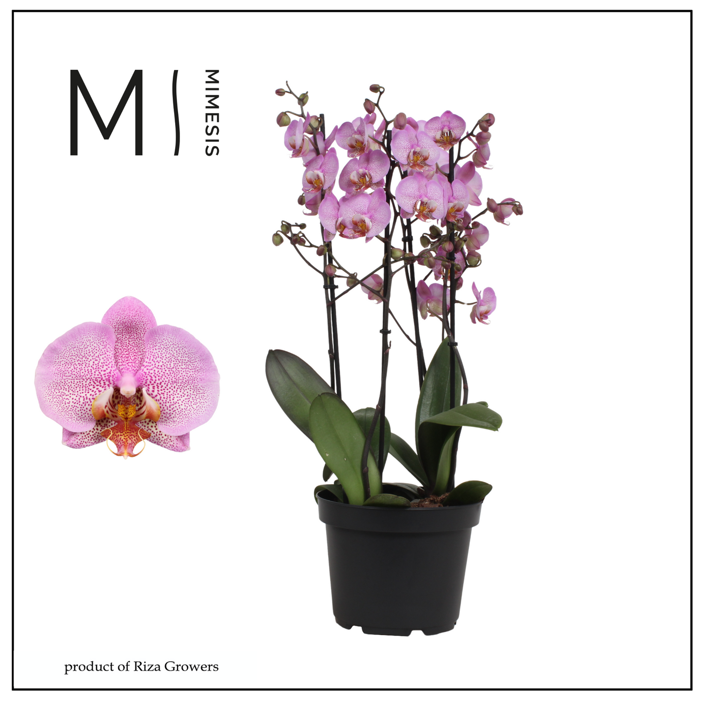 Phalaenopsis Formation 65cm 21cm Pot