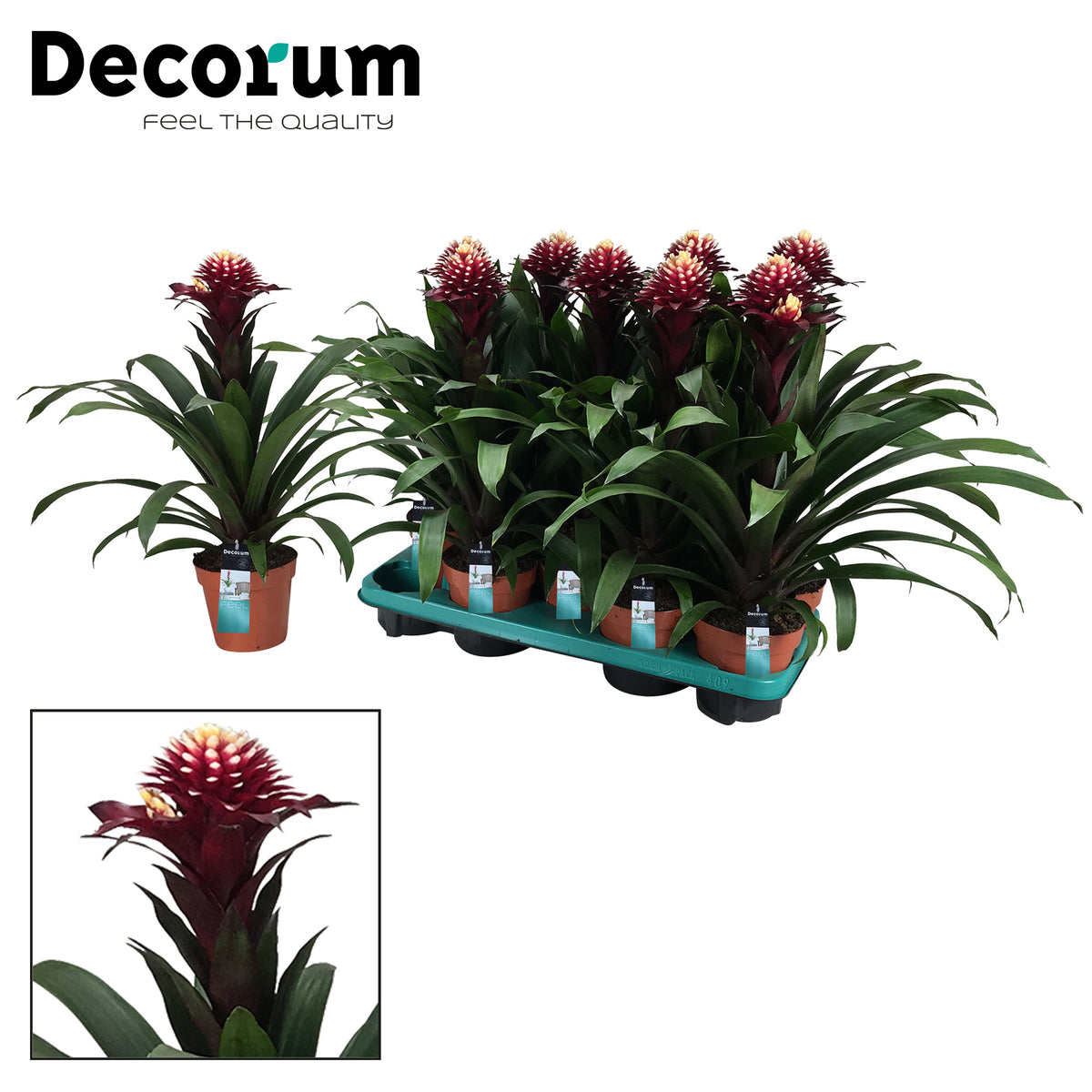 Guzmania Francesca 40cm 13cm Pot