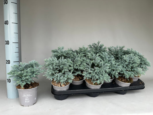 Chamaecyparis Sky Blue 20cm 11cm Pot