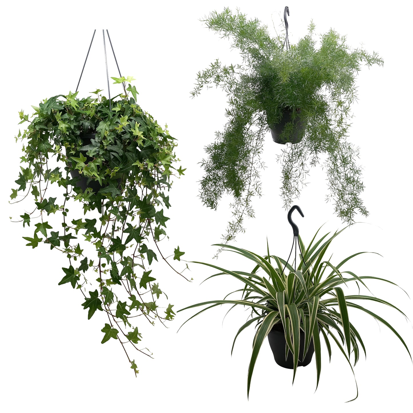Quakelplant BV Foliage houseplants mix Pack of 4