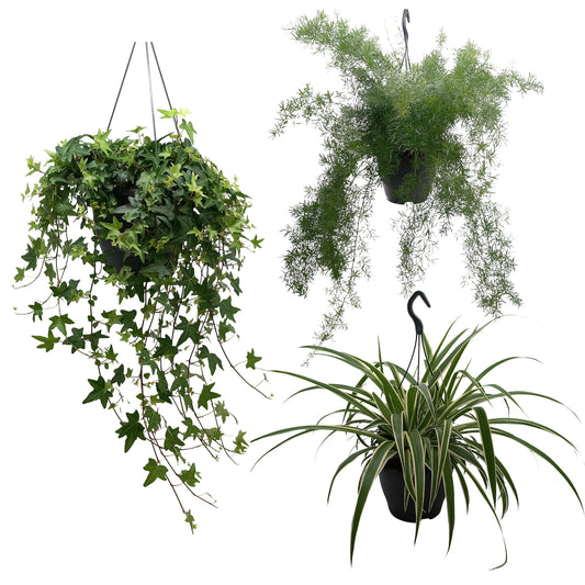 Quakelplant BV Foliage houseplants mix Pack of 4