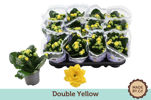 Kalanchoe yellow 19cm 9cm Pot