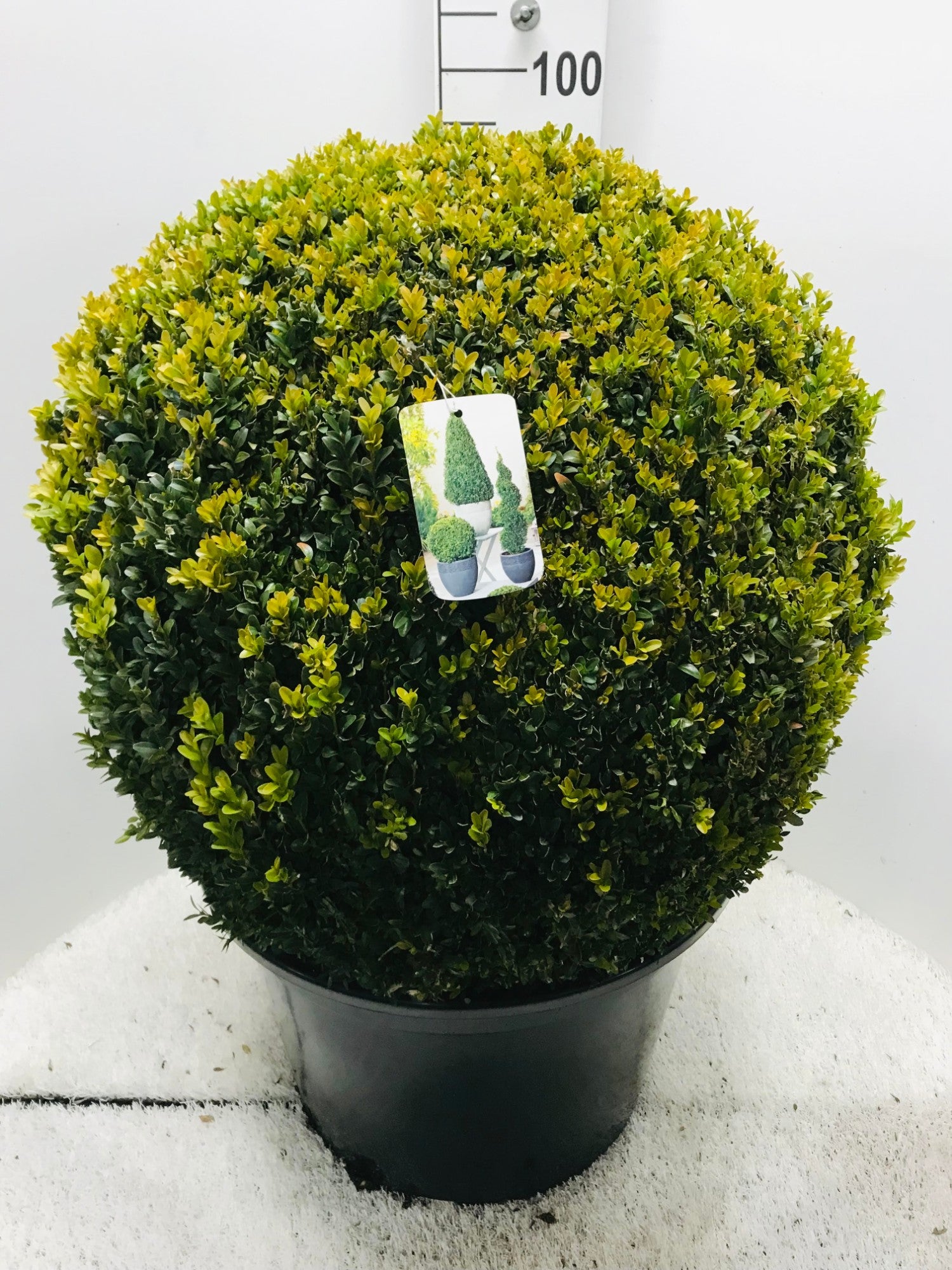 Buxus sempervirens ball 95cm 50cm Pot