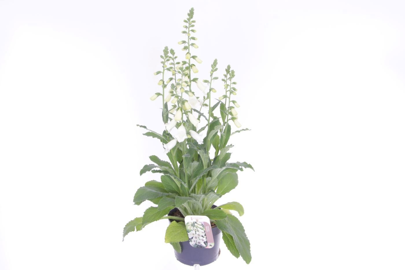 Digitalis pur. Hanabee White 65cm 17cm Pot