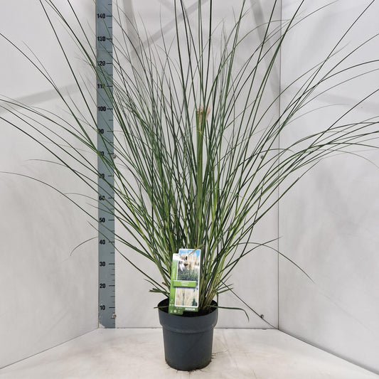 Cortaderia selloana 140cm 23cm Pot