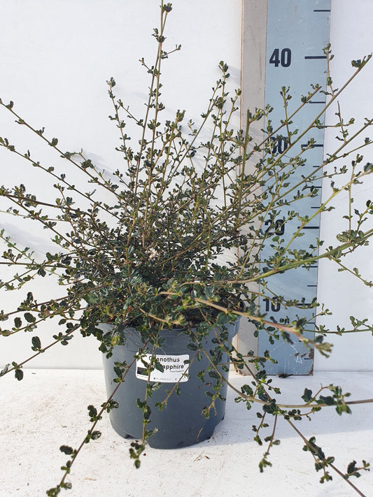 Ceanothus Blue Sapphire 30cm 17cm Pot