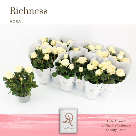Rosa Infinity White 25cm 510cm Pot