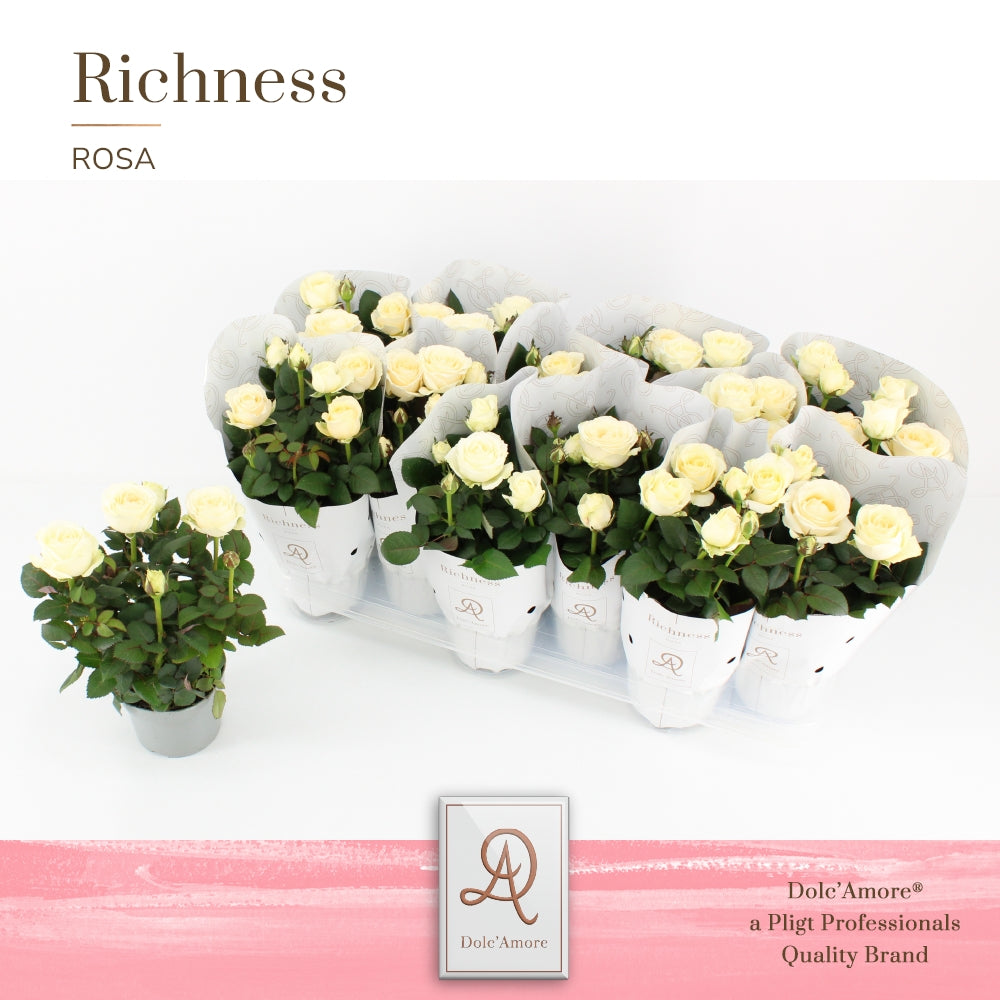Pligt Professionals BV Rosa Infinity White Pack of 12