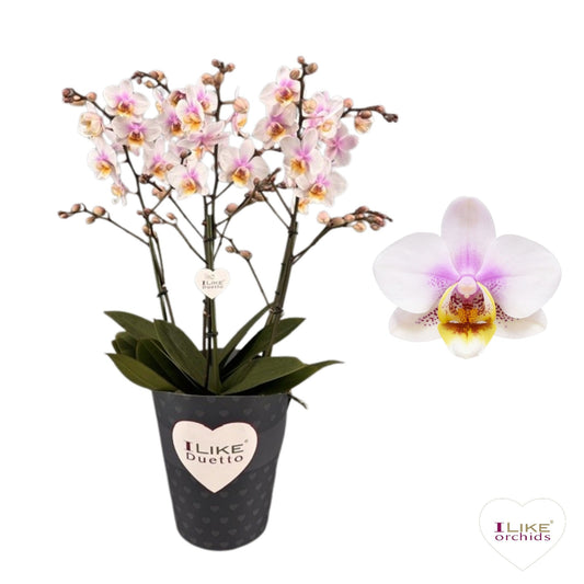 Phalaenopsis San Jose 50cm 17cm Pot