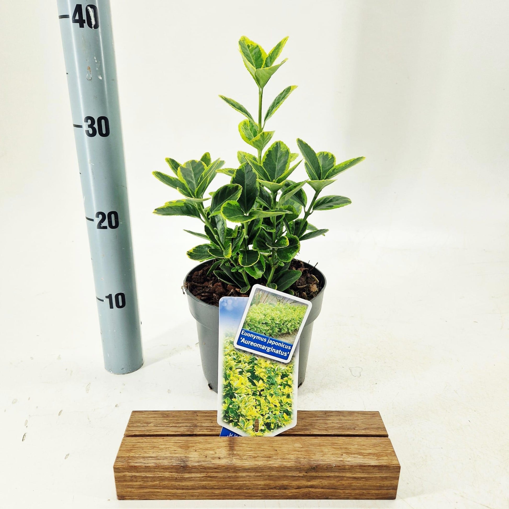 Euonymus Aureomarginatus 30cm 17cm Pot