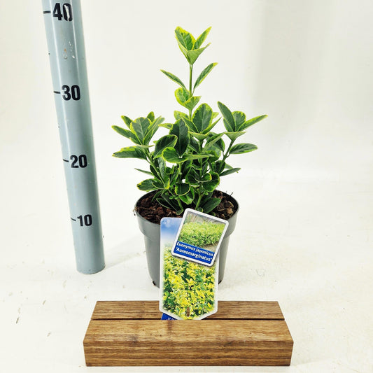 Euonymus Aureomarginatus 30cm 17cm Pot