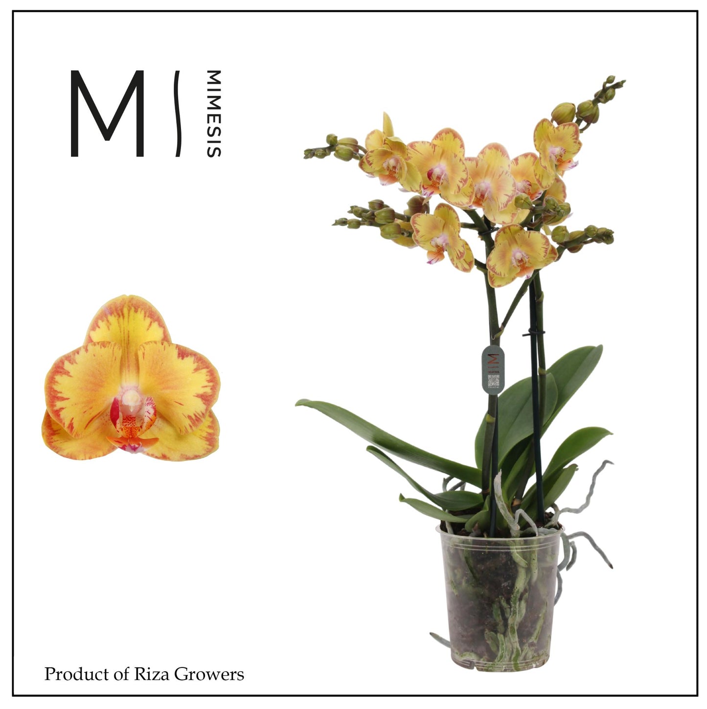 Phalaenopsis mf. Limpopo 40cm 12cm Pot