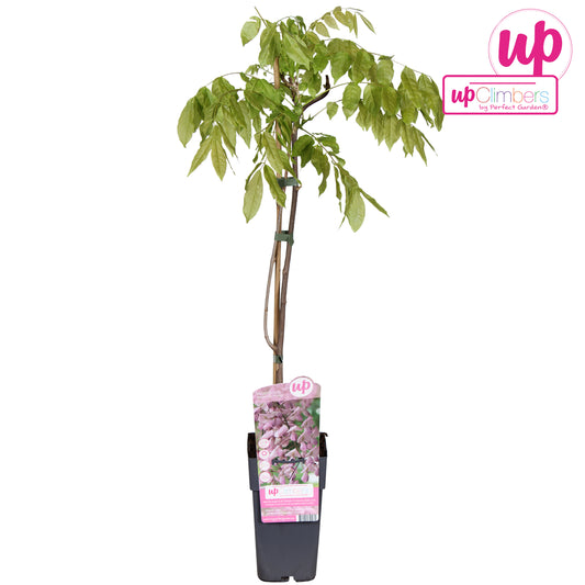 Wisteria floribunda 70cm 15cm Pot