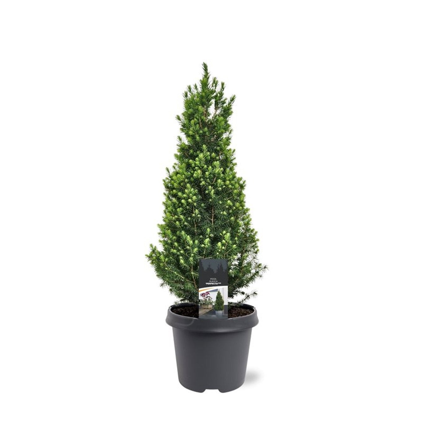 Picea glauca Perfecta 65cm 23cm Pot