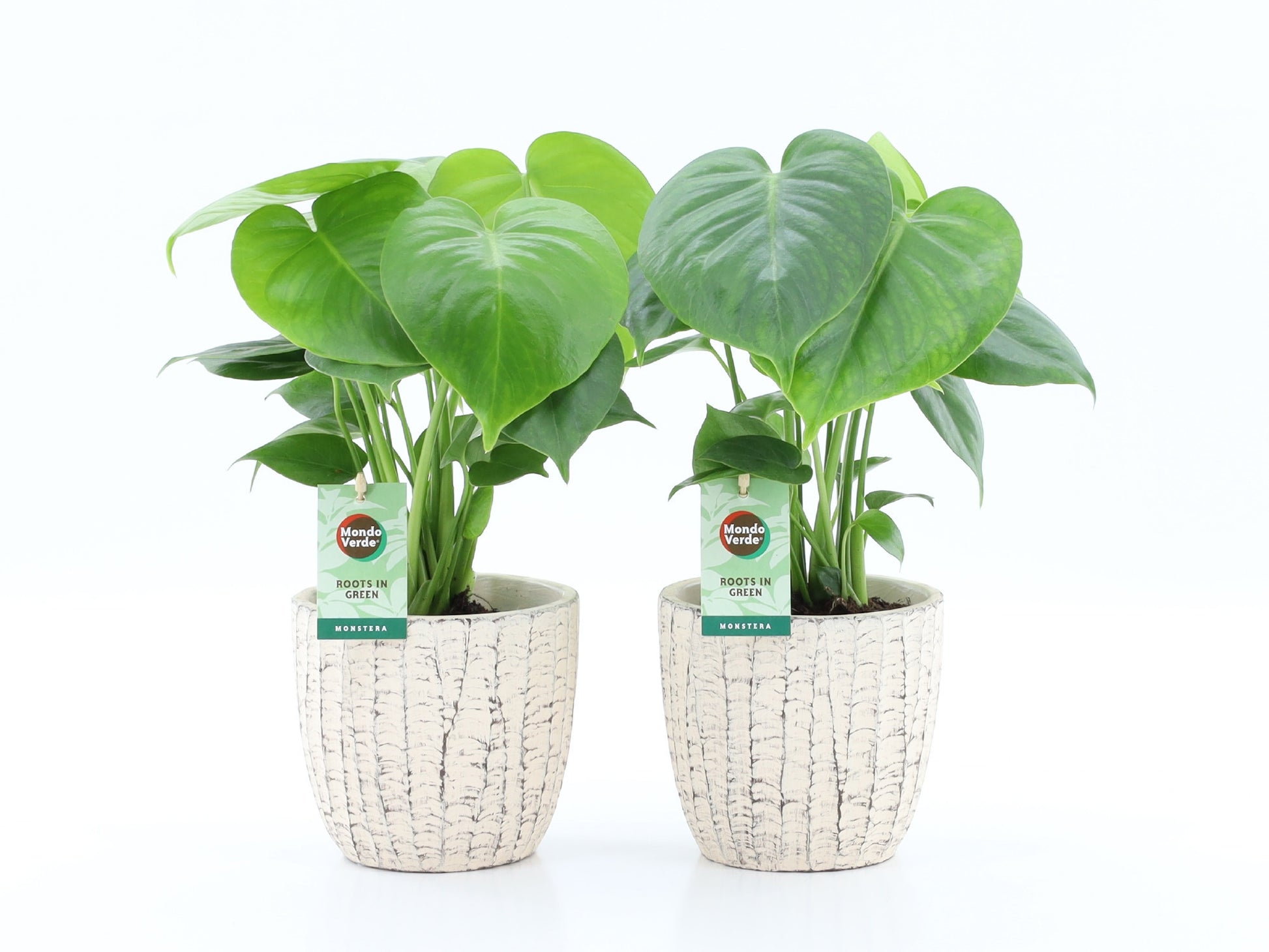 Monstera deliciosa 40cm 13cm Pot
