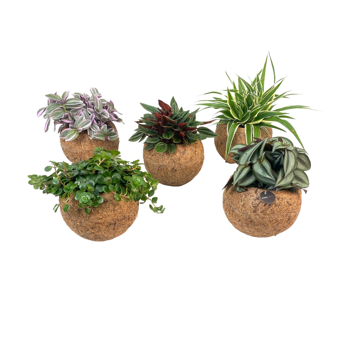 Kokoplant BV Kokodama Green Smit mix Pack of 3