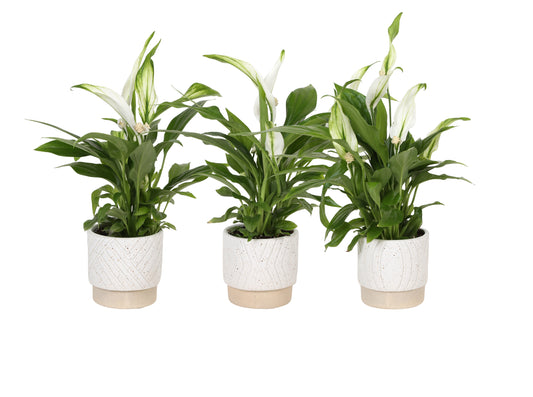 Spathiphyllum Pearl Cupido 24cm 7cm Pot
