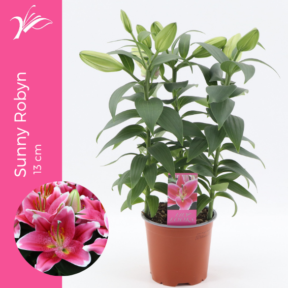 Lilium Sunny Robyn 40cm 13cm Pot