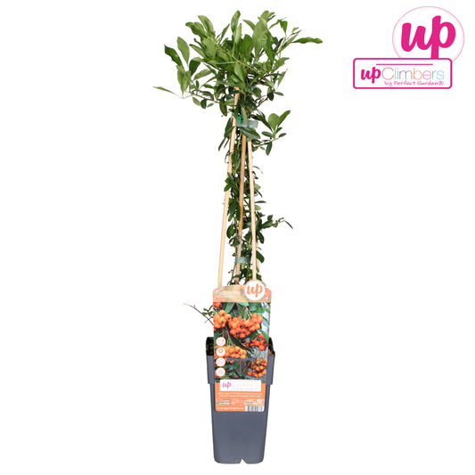 Pyracantha Orange Glow 65cm 15cm Pot